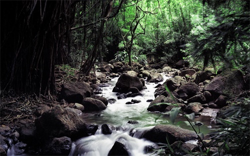 陕西紫阳翠峰茶价格,紫阳翠峰属于什么茶